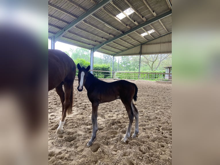 Westfaal Merrie  170 cm Donkerbruin in Ratingen