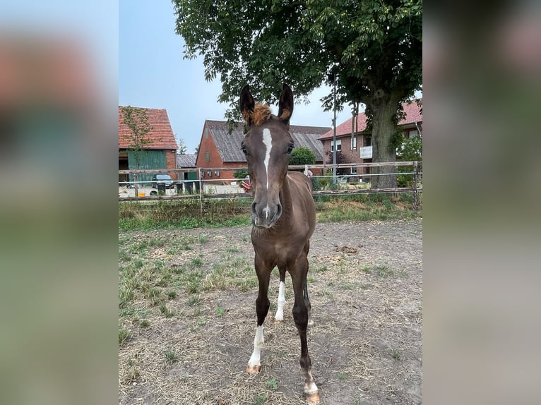 Westfaal Merrie Veulen (03/2026) 170 cm Donkere-vos in Ostbevern