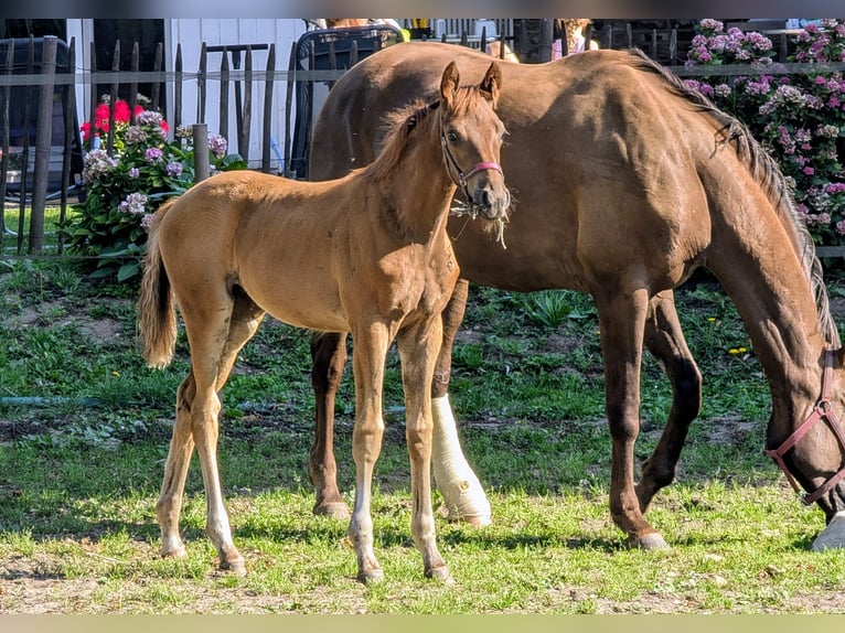 Westfaal Merrie Veulen (05/2025) 170 cm Donkere-vos in Wesel
