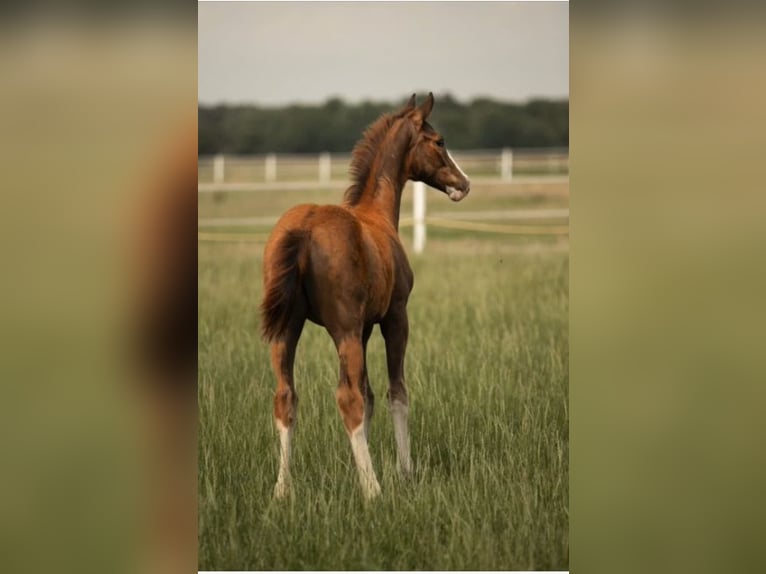 Westfaal Merrie  170 cm Donkere-vos in Rheine