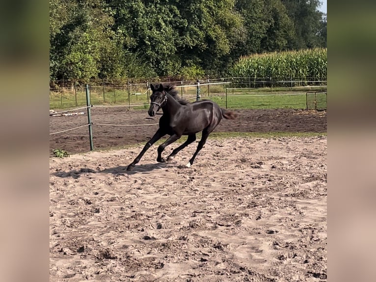 Westfaal Merrie  170 cm Zwart in Reken