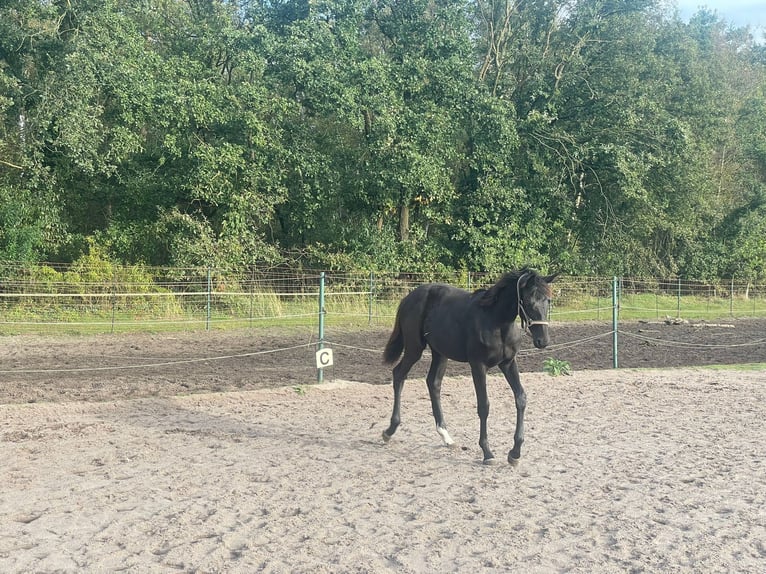 Westfaal Merrie  170 cm Zwart in Reken