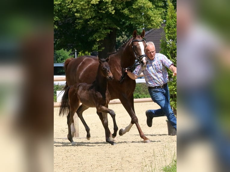 Westfaal Merrie Veulen (05/2025) 170 cm Zwartbruin in Ennigerloh
