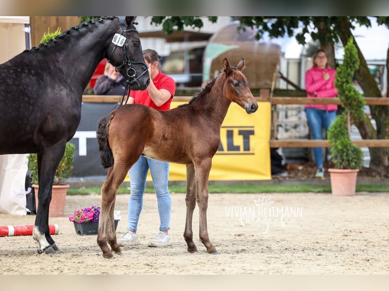 Westfaal Merrie Veulen (04/2026) 170 cm Zwartbruin in Ratingen