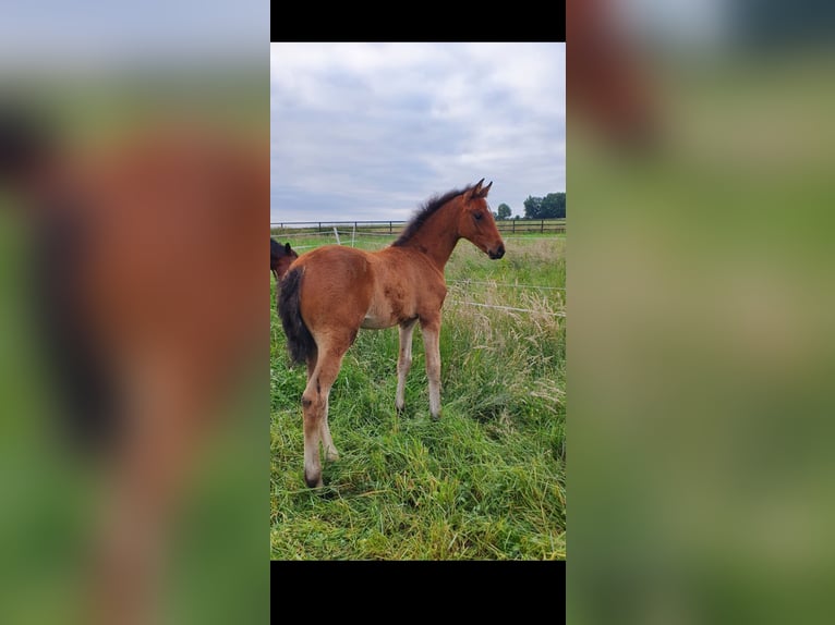 Westfaal Merrie  172 cm Bruin in Ibbenb&#xFC;ren