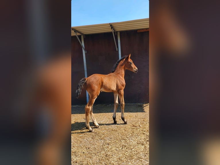 Westfaal Merrie  172 cm Bruin in Ibbenb&#xFC;ren