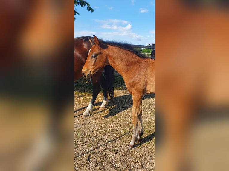Westfaal Merrie  172 cm Bruin in Ibbenb&#xFC;ren