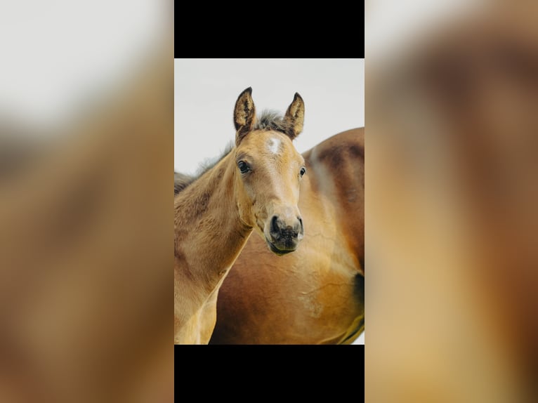Westfaal Merrie  172 cm Bruin in Ibbenb&#xFC;ren