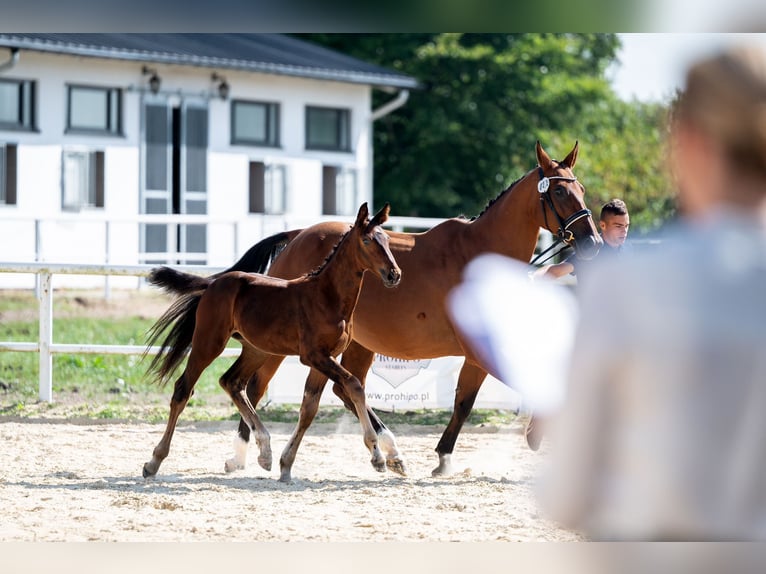 Westfaal Merrie veulen (06/2024) 172 cm Bruin in Ciechanów