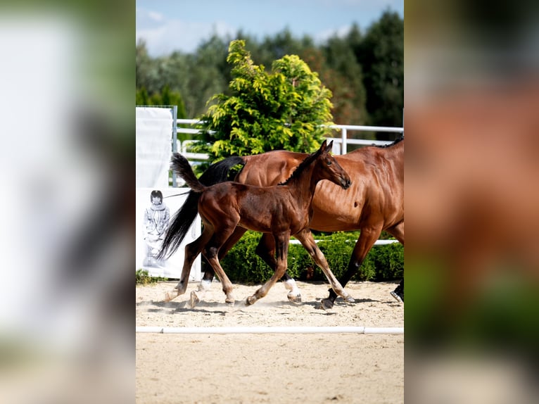 Westfaal Merrie veulen (06/2024) 172 cm Bruin in Ciechanów