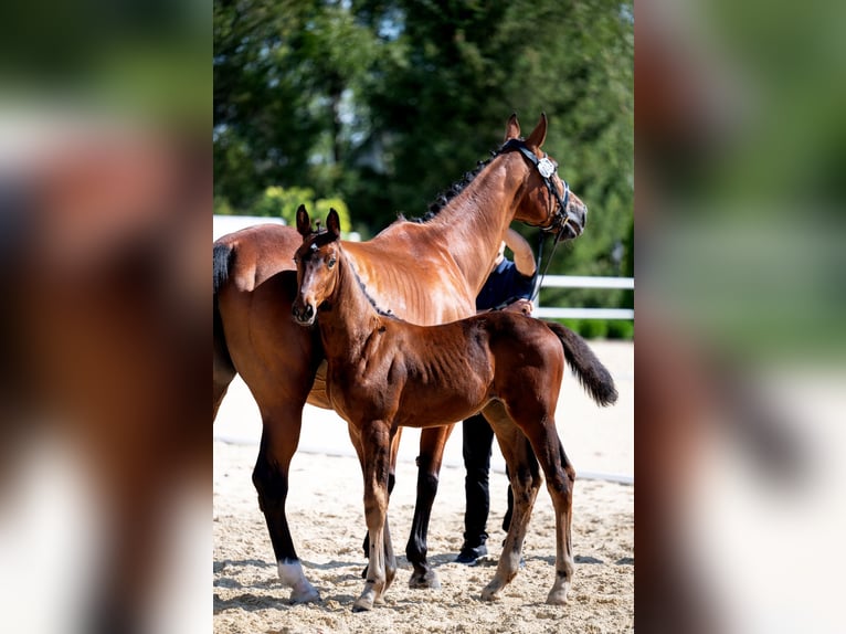 Westfaal Merrie veulen (06/2024) 172 cm Bruin in Ciechanów