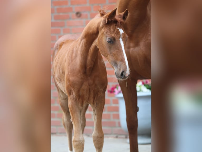 Westfaal Merrie veulen (03/2024) 172 cm Donkere-vos in WinsenNützen