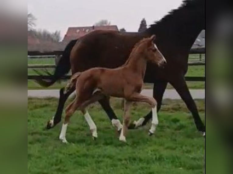 Westfaal Merrie  172 cm Donkere-vos in Telgte