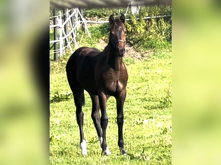 Westfaal Merrie  173 cm Bruin in Hüllhorst