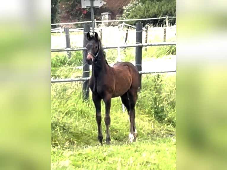 Westfaal Merrie  173 cm Bruin in Hüllhorst