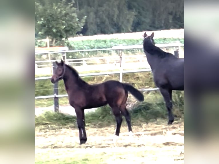 Westfaal Merrie  173 cm Bruin in Hüllhorst