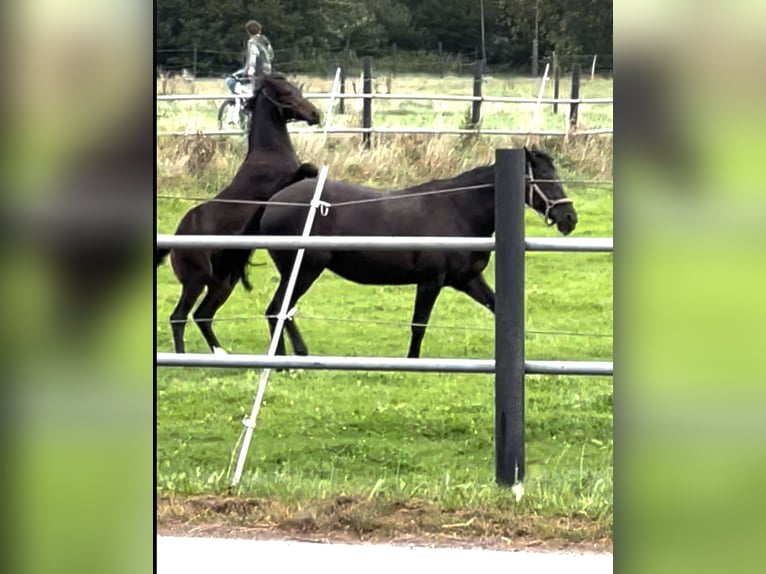 Westfaal Merrie  173 cm Bruin in Hüllhorst