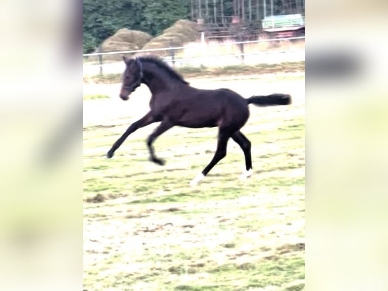 Westfaal Merrie  173 cm Bruin in Hüllhorst