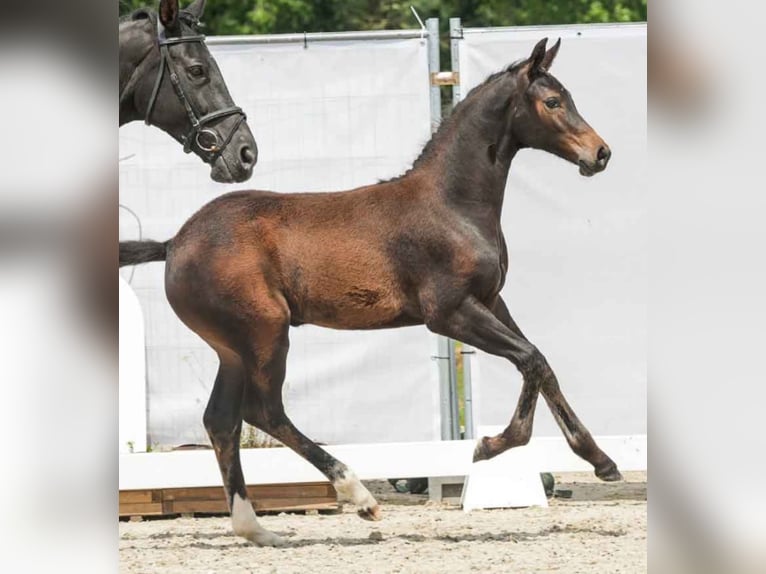 Westfaal Merrie  173 cm Bruin in Hüllhorst