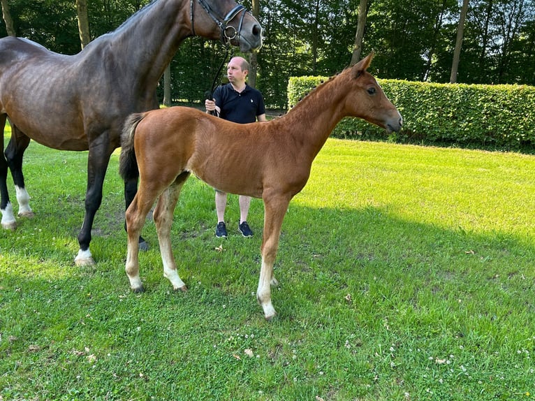 Westfaal Merrie Veulen (04/2026) 173 cm Bruin in Büren