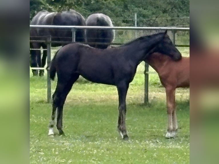 Westfaal Merrie Veulen (03/2025) 173 cm Donkerbruin in HörstelHörstel Westfaal Merrie Veulen (03/2025) 173 cm Donkerbruin in HörstelHörstel
