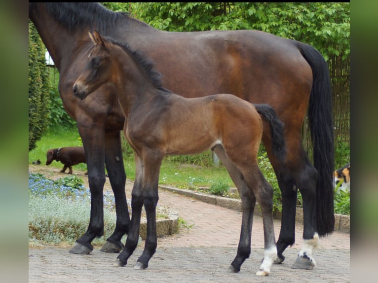 Westfaal Merrie Veulen (01/2026) 173 cm Zwartbruin in Horstmar