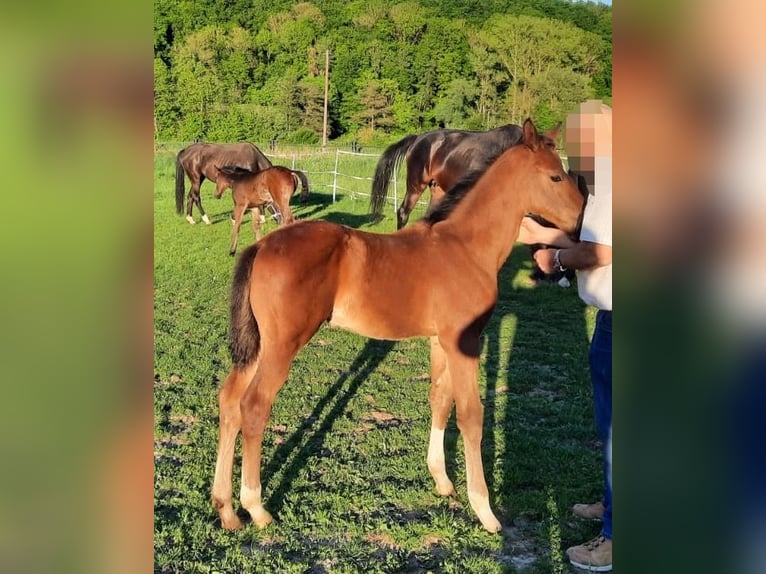 Westfaal Merrie Veulen (03/2025) 175 cm Bruin in Hofgeismar