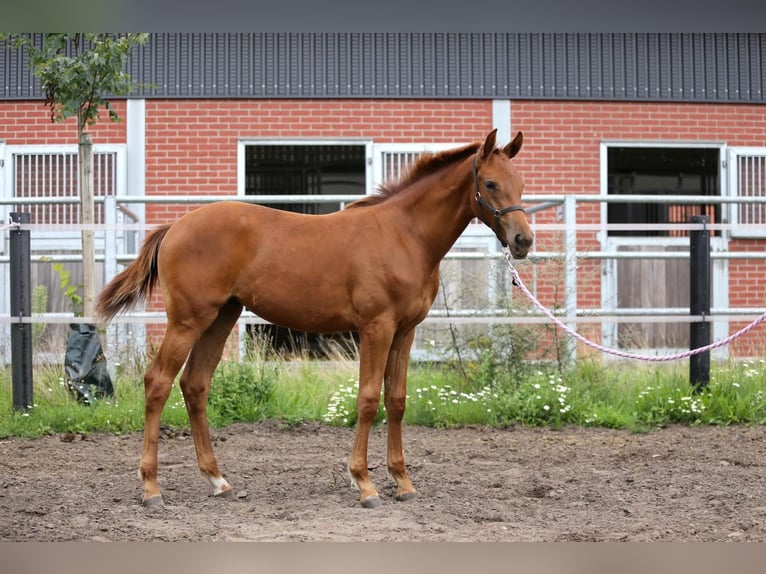 Westfaal Merrie Veulen (03/2025) 175 cm Vos in Gronau (Westfalen)