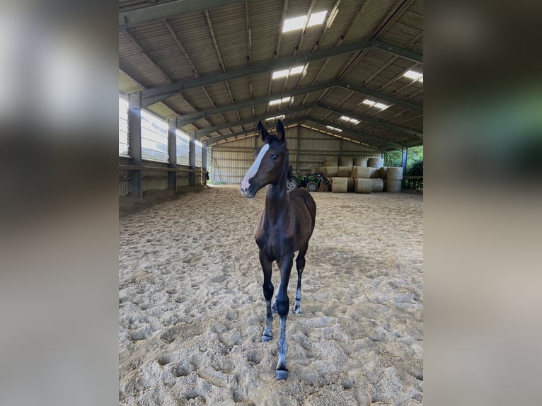 Westfaal Merrie Veulen (04/2025) 175 cm Zwartbruin in Ratingen