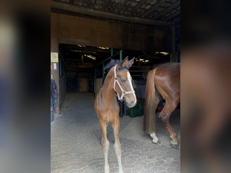 Westfaal Merrie Veulen (04/2025) 175 cm Zwartbruin in Ratingen