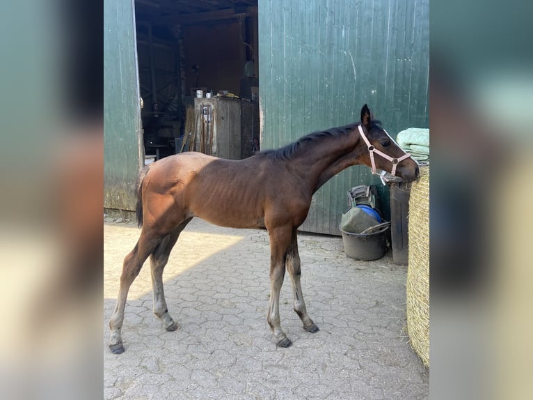 Westfaal Merrie Veulen (04/2025) 175 cm Zwartbruin in Ratingen