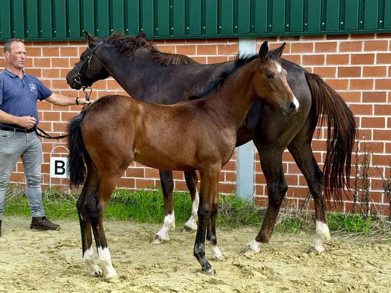 Westfaal Merrie Veulen (04/2025) Bruin in Coesfeld