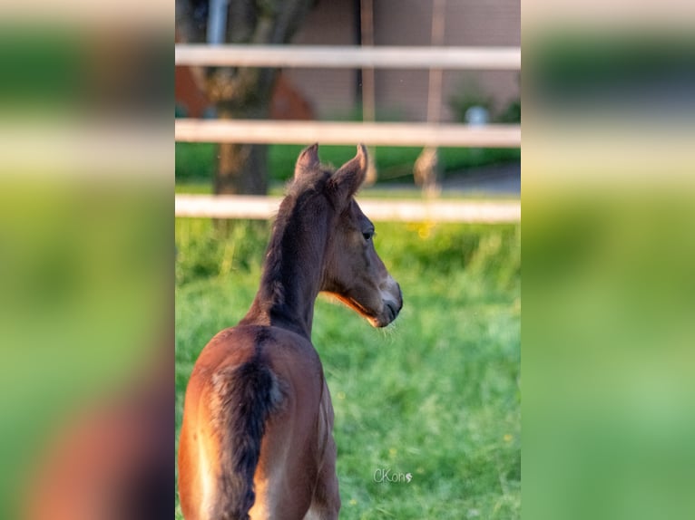 Westfaal Merrie  Bruin in Havixbeck