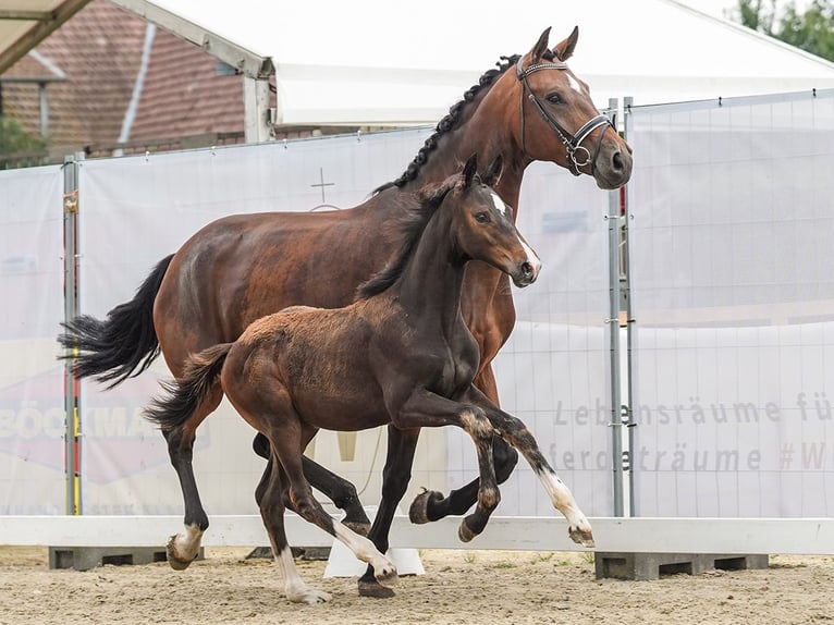 Westfaal Merrie veulen (05/2024) Bruin in Hagen