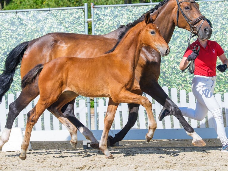Westfaal Merrie Veulen (05/2026) Bruin in Mnster-Handorf