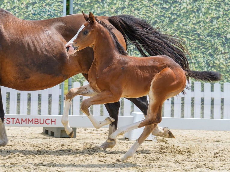 Westfaal Merrie Veulen (06/2026) Bruin in Mnster-Handorf