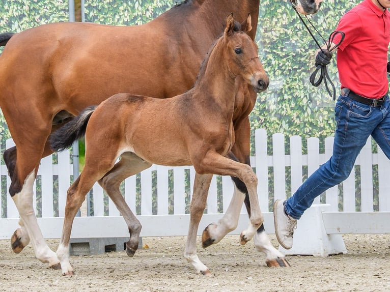 Westfaal Merrie Veulen (04/2026) Bruin in Mnster-Handorf
