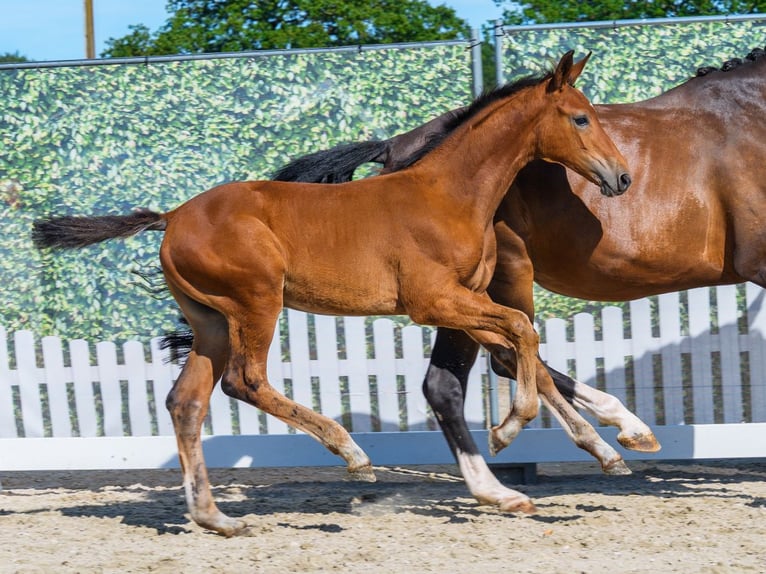 Westfaal Merrie Veulen (05/2026) Bruin in Mnster-Handorf