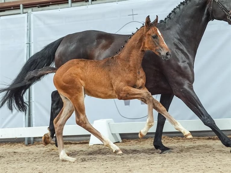 Westfaal Merrie veulen (05/2024) Bruin in Münster-Handorf