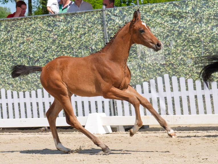 Westfaal Merrie  Bruin in Münster-Handorf