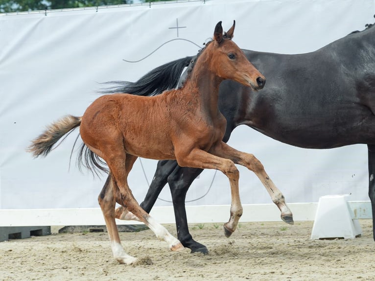 Westfaal Merrie veulen (06/2024) Bruin in Münster-Handorf