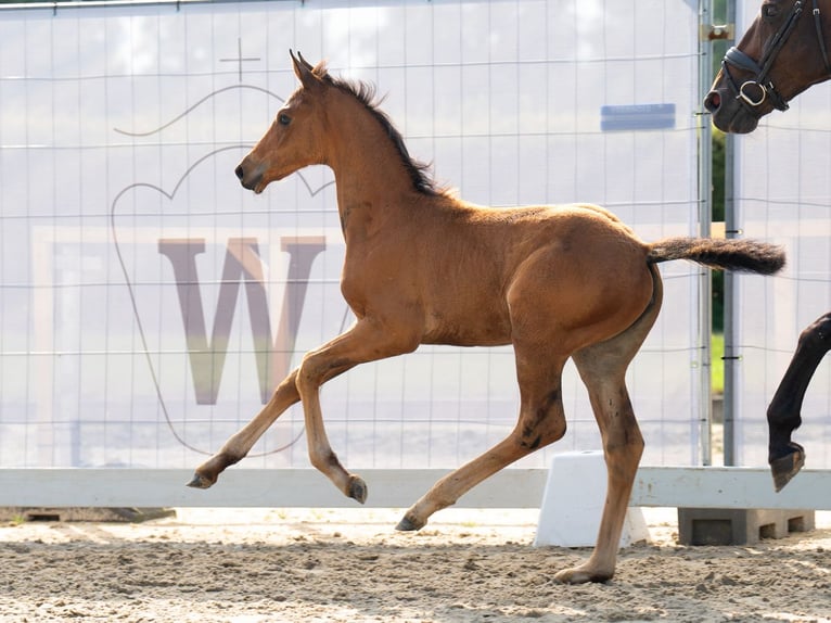 Westfaal Merrie veulen (06/2024) Bruin in Münster-Handorf