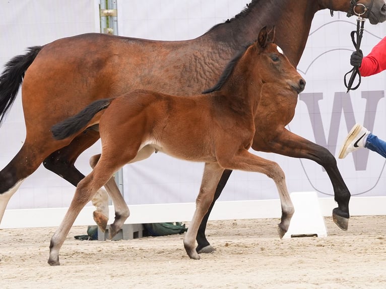 Westfaal Merrie veulen (03/2024) Bruin in Münster-Handorf