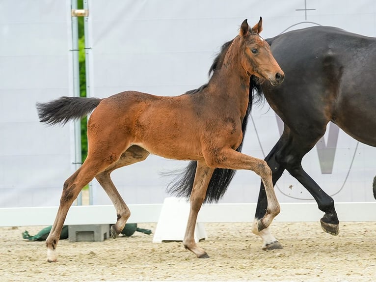 Westfaal Merrie veulen (03/2024) Bruin in Münster-Handorf