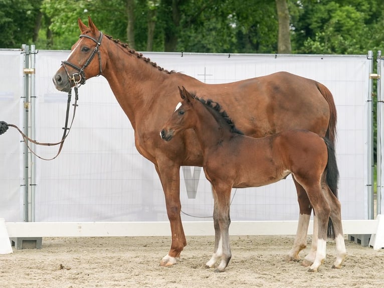 Westfaal Merrie veulen (04/2024) Bruin in Münster-Handorf