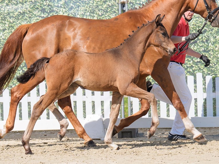 Westfaal Merrie  Bruin in Münster-Handorf