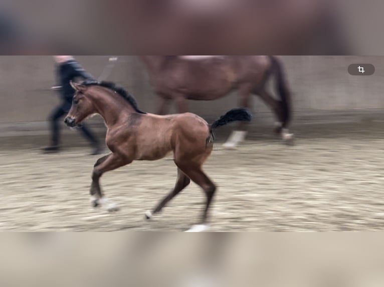 Westfaal Merrie veulen (05/2024) Bruin in MünsterMünster