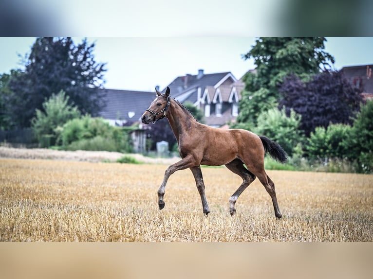 Westfaal Merrie veulen (04/2024) Bruin in Raesfeld