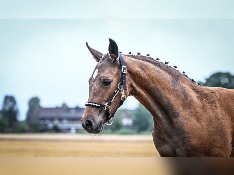 Westfaal Merrie veulen (04/2024) Bruin in Raesfeld