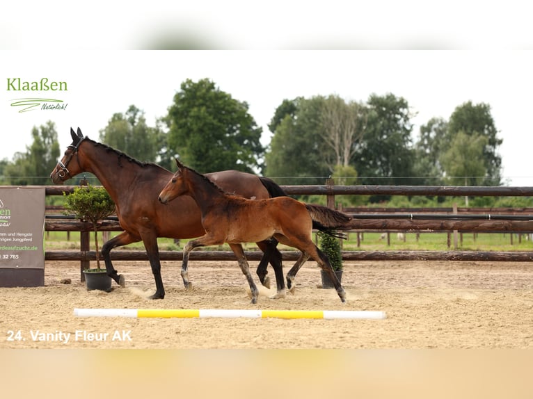 Westfaal Merrie Veulen (04/2025) Bruin in Bocholt